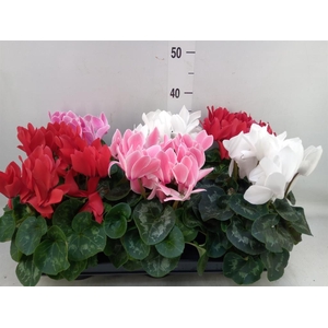 Cyclamen GR 'XL'