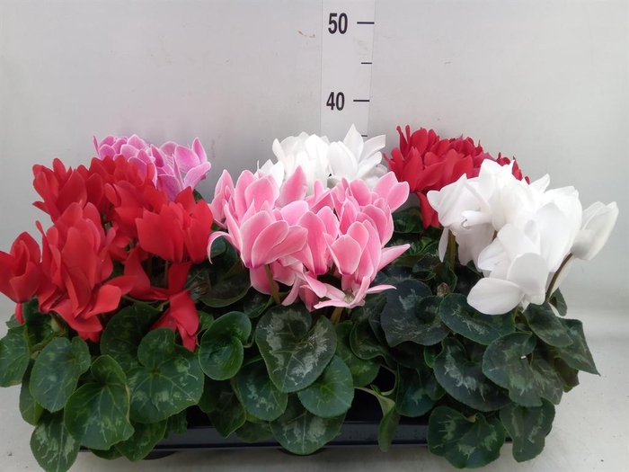 <h4>Cyclamen GR 'XL'</h4>