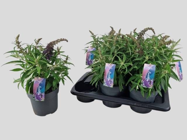 <h4>BUDD BFC LITT PURPLE</h4>