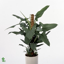 Philodendron Silver Queen P24