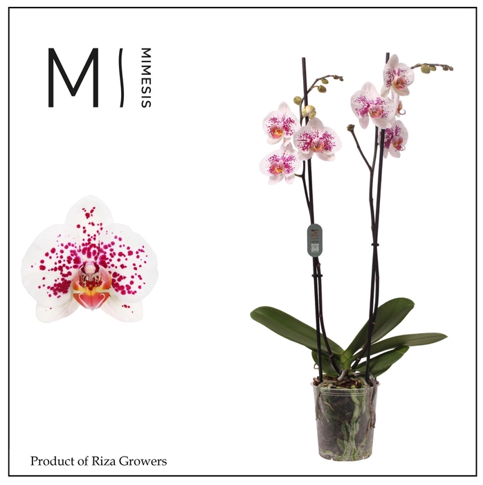 <h4>Phalaenopsis MacKenzie 2 spike – 12cm | Mimesis</h4>