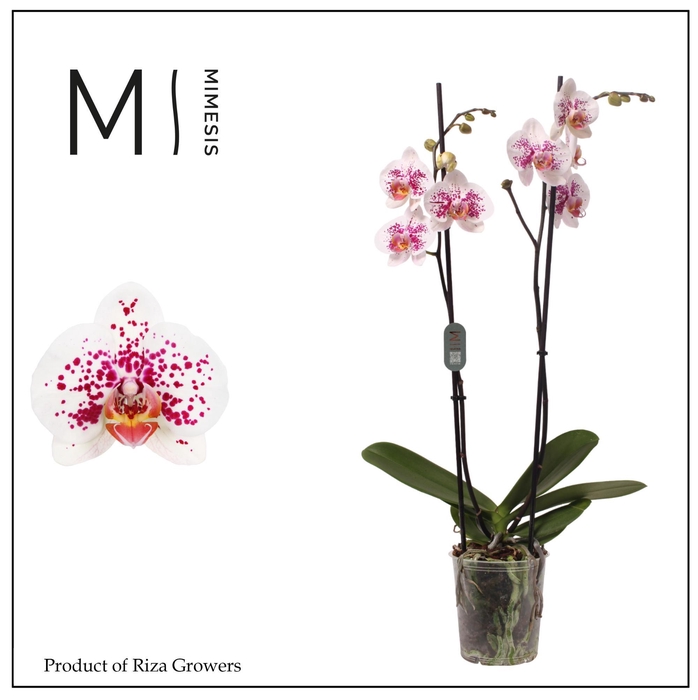 <h4>Phalaenopsis MacKenzie 2 spike – 12cm | Mimesis</h4>