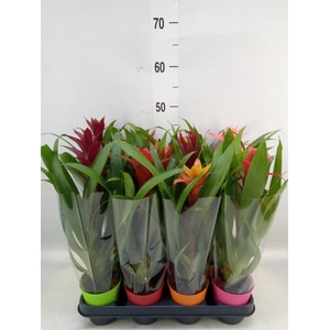 Guzmania   ...mix