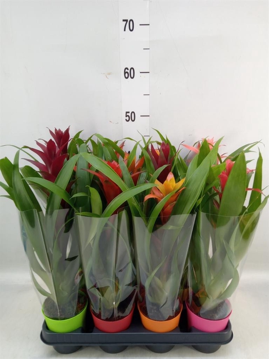 <h4>Guzmania   ...mix</h4>