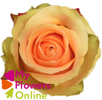 <h4>R Gr Nectarine Peach 50cm EC</h4>