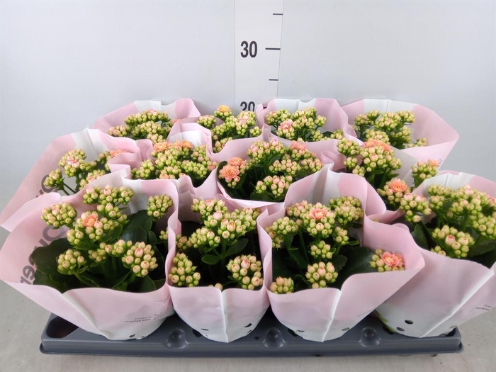 <h4>Kalanchoe ...</h4>