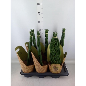 Sansevieria cyl.  ...