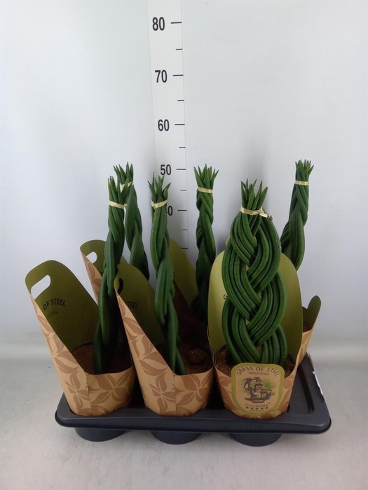 <h4>Sansevieria cyl.  ...</h4>