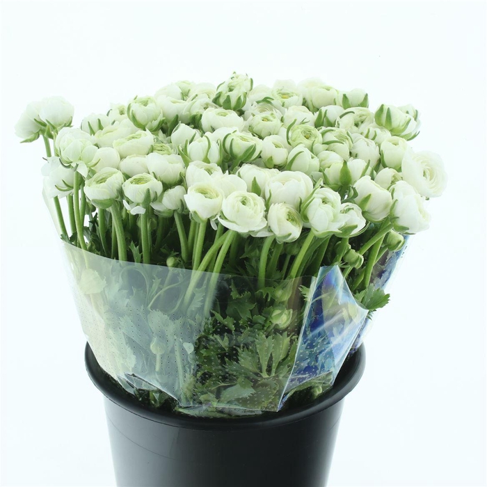 <h4>Ran El White</h4>