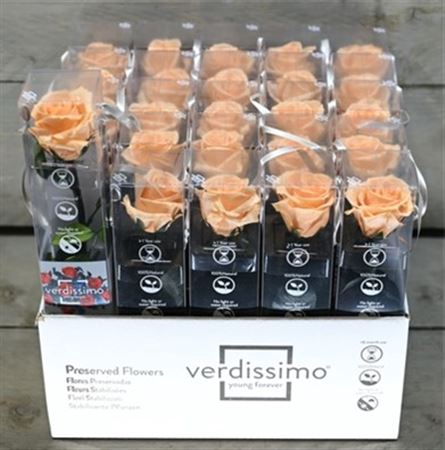 <h4>Pr 3 Mini Amorosa Peach</h4>