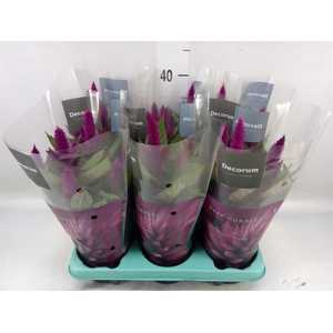 Celosia spic. 'Deep Purple'