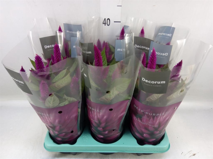 <h4>Celosia spic. 'Deep Purple'</h4>