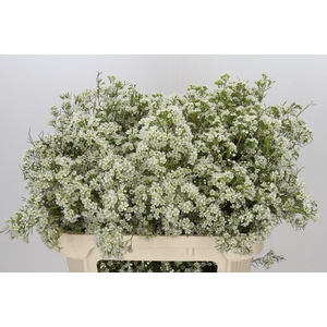 Chamelaucium Blizzard