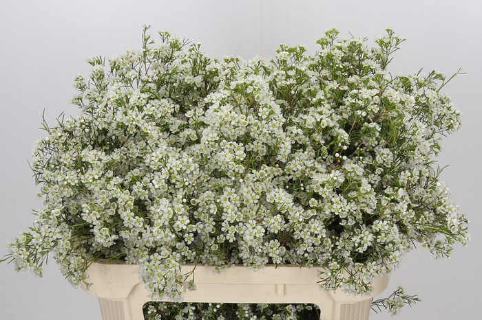 <h4>Chamelaucium Blizzard</h4>