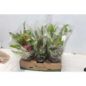 GUZMANIA VERMELHA P12