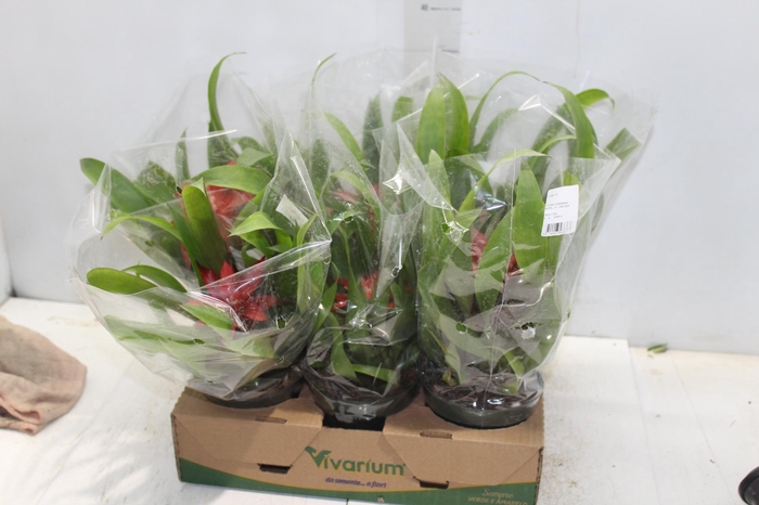 <h4>GUZMANIA VERMELHA P12</h4>