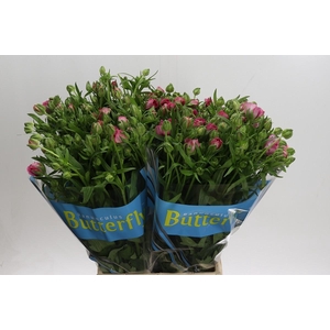 Ranunculus Butterfly Jupiter