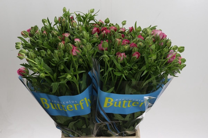 Ranunculus Butterfly Jupiter