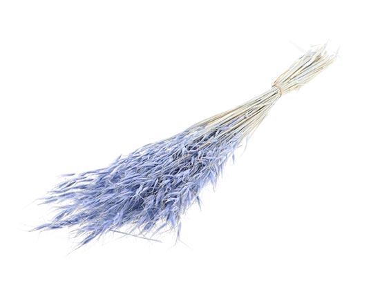 Bunch Avena Salvaje Slv 100g