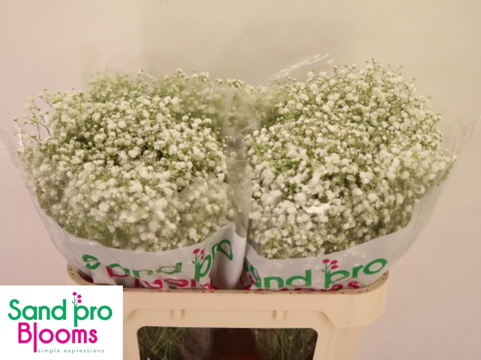 <h4>GYPS PA XLENCE</h4>