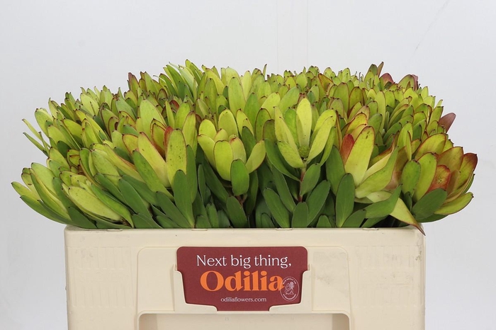 <h4>Leucadendron Goldstrike</h4>