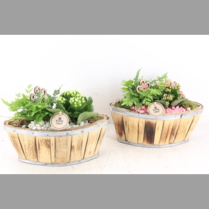 arr2 PL - Hout kano x4 - roze/wit