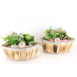 arr2 PL - Hout kano x4 - roze/wit