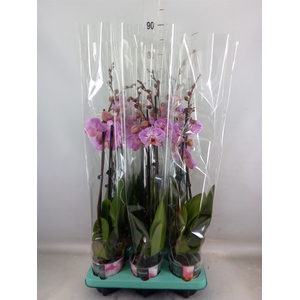 Phalaenopsis   ...