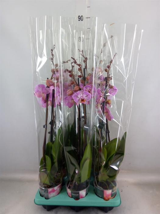 <h4>Phalaenopsis   ...</h4>