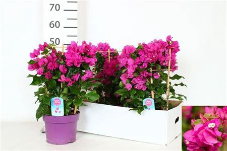 <h4>Bougainv Vera D P Im</h4>