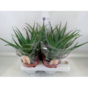 Aloe arborescens