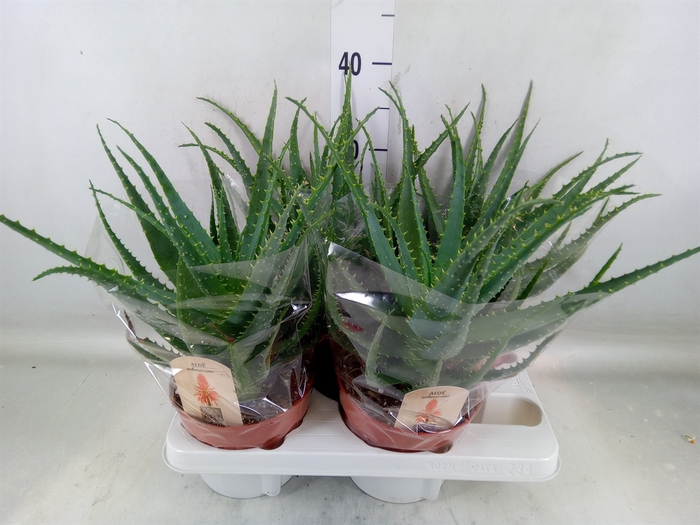 <h4>Aloe arborescens</h4>