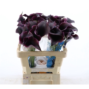 Calla Carrera | Dubbelbloemig