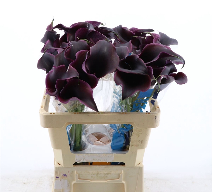 <h4>Calla Carrera</h4>
