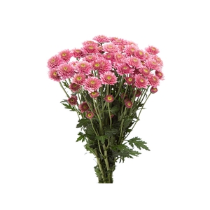CRISANTEMO SANTINI MARIELLE 080 CM