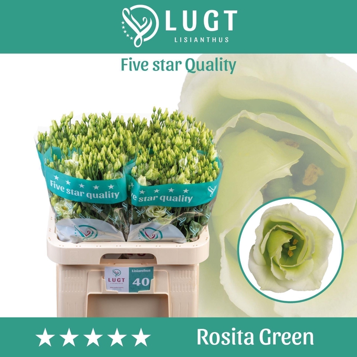 <h4>EUSTOMA RUSS. DU 'ROSITA GREEN'</h4>