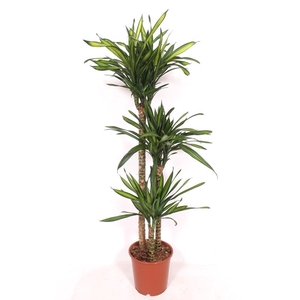 Dracaena frag. 'Riki'