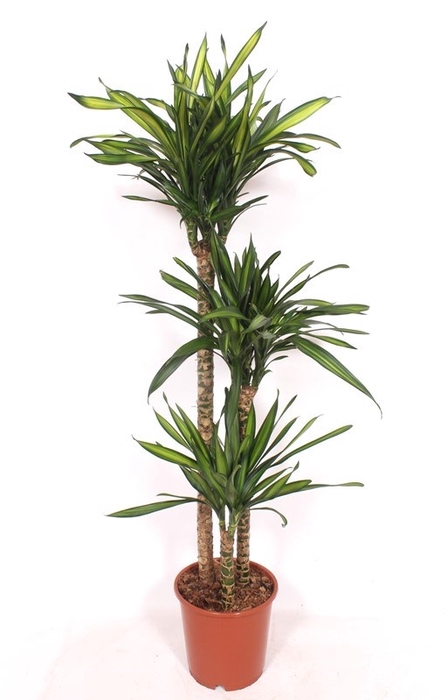 <h4>Dracaena frag. 'Riki'</h4>
