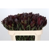 Leucadendron Saf Sunset Dark Red