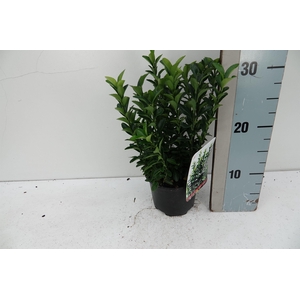 Euonymus jap 'Green Spire'