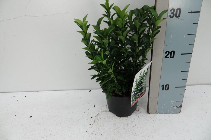 <h4>Euonymus jap 'Green Spire'</h4>