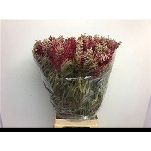 Grevillea Misty Red