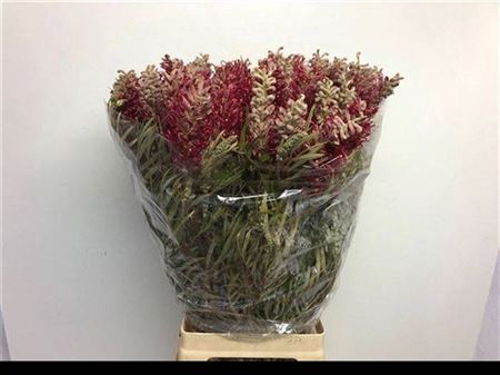 <h4>Grevillea Misty Red</h4>