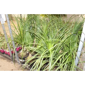 BEAUCARNEA P24