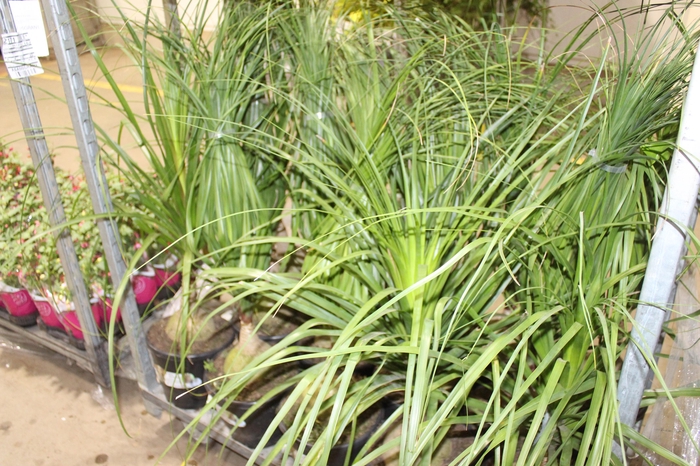<h4>BEAUCARNEA P24</h4>