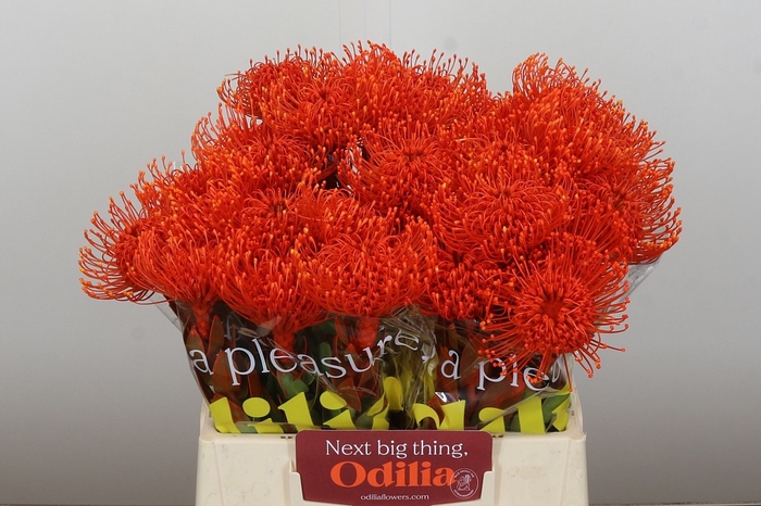 <h4>LEUCO NAOMI KLB H%</h4>