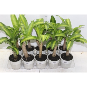 DRACENA VARIADO P12
