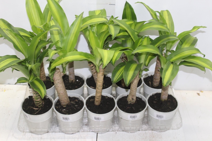 <h4>DRACENA VARIADO P12</h4>