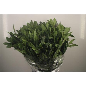 Laurier Per Bunch 300 Gram