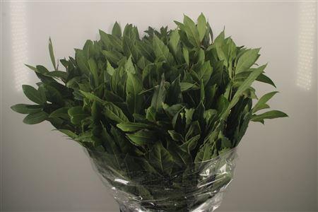 <h4>Laurier Per Bunch 300 Gram</h4>